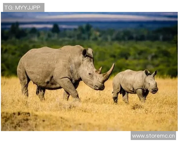 灰熊生态与行为研究：揭示北美森林中王者的生存智慧与挑战